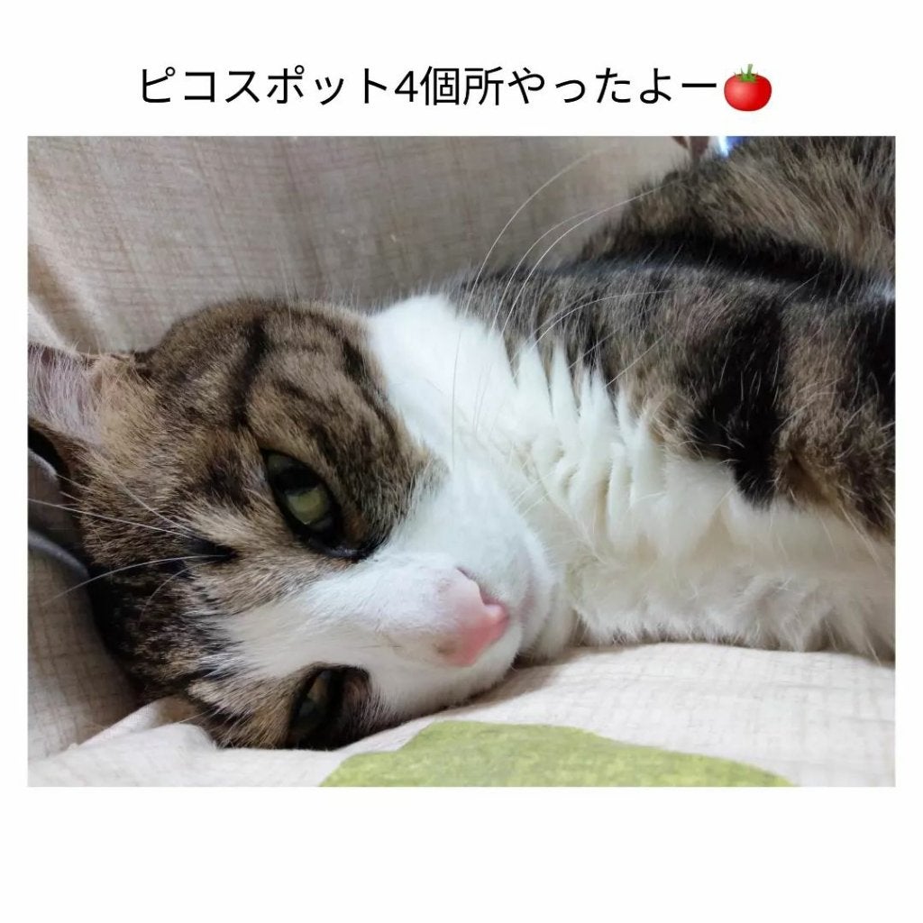 あにゃにゃ♡フォロバ100♡ on LIPS 「5月にしたピコスポット🍅※最後の写真のみ1月した別箇所※今回は..」(1枚目)