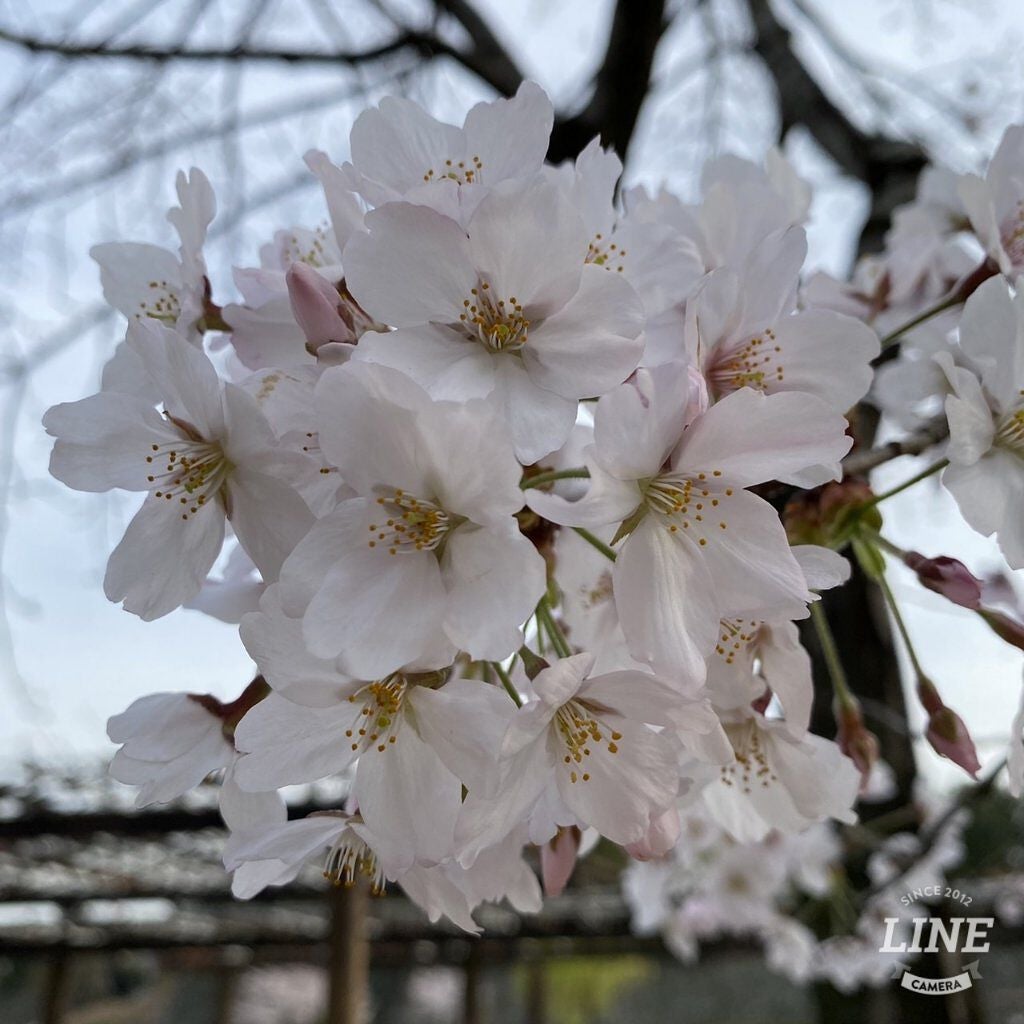 むっちリップ/b idol/口紅を使ったクチコミ(3枚目)