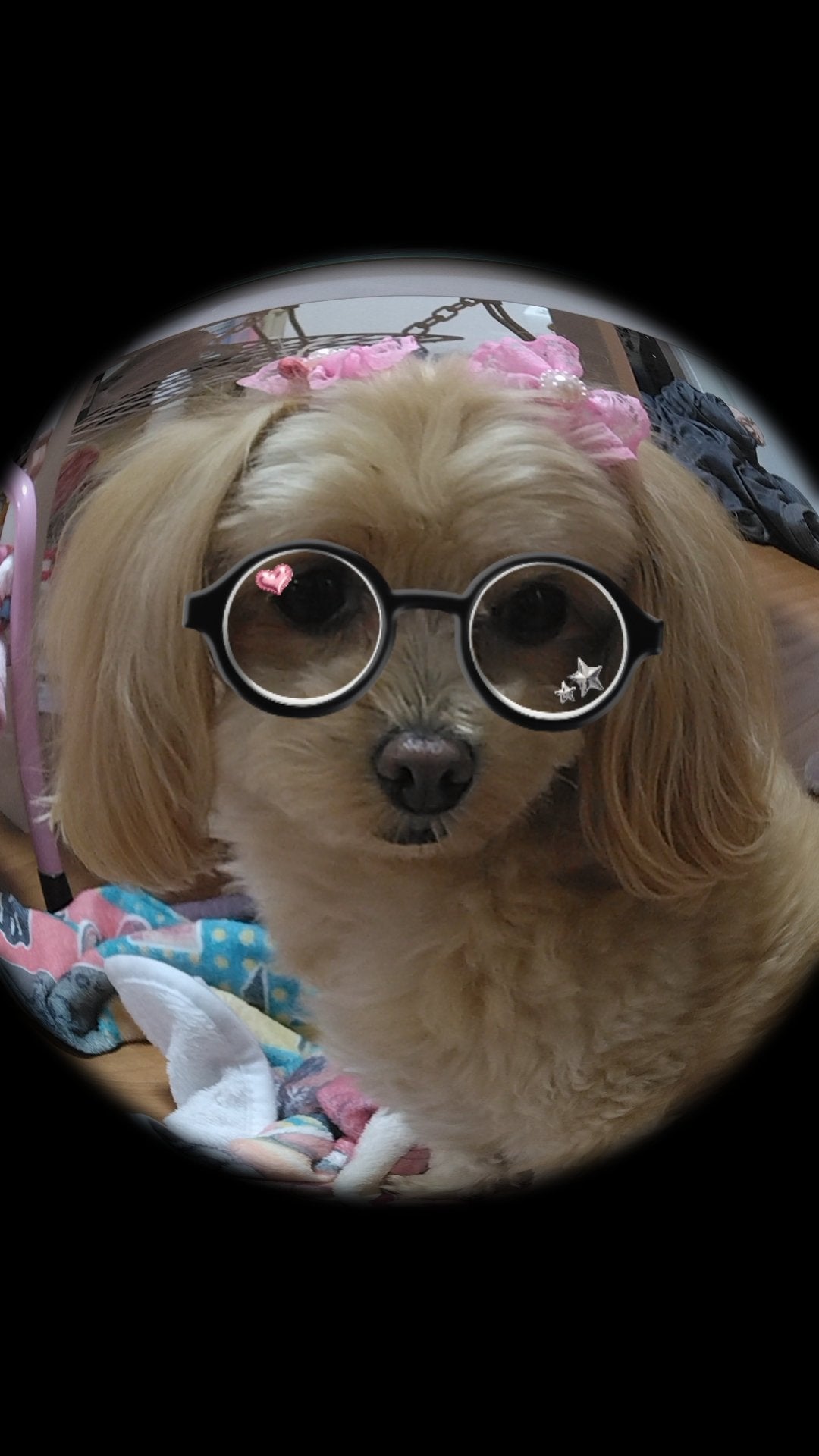 はな on LIPS 「うちの犬猫..」(4枚目)