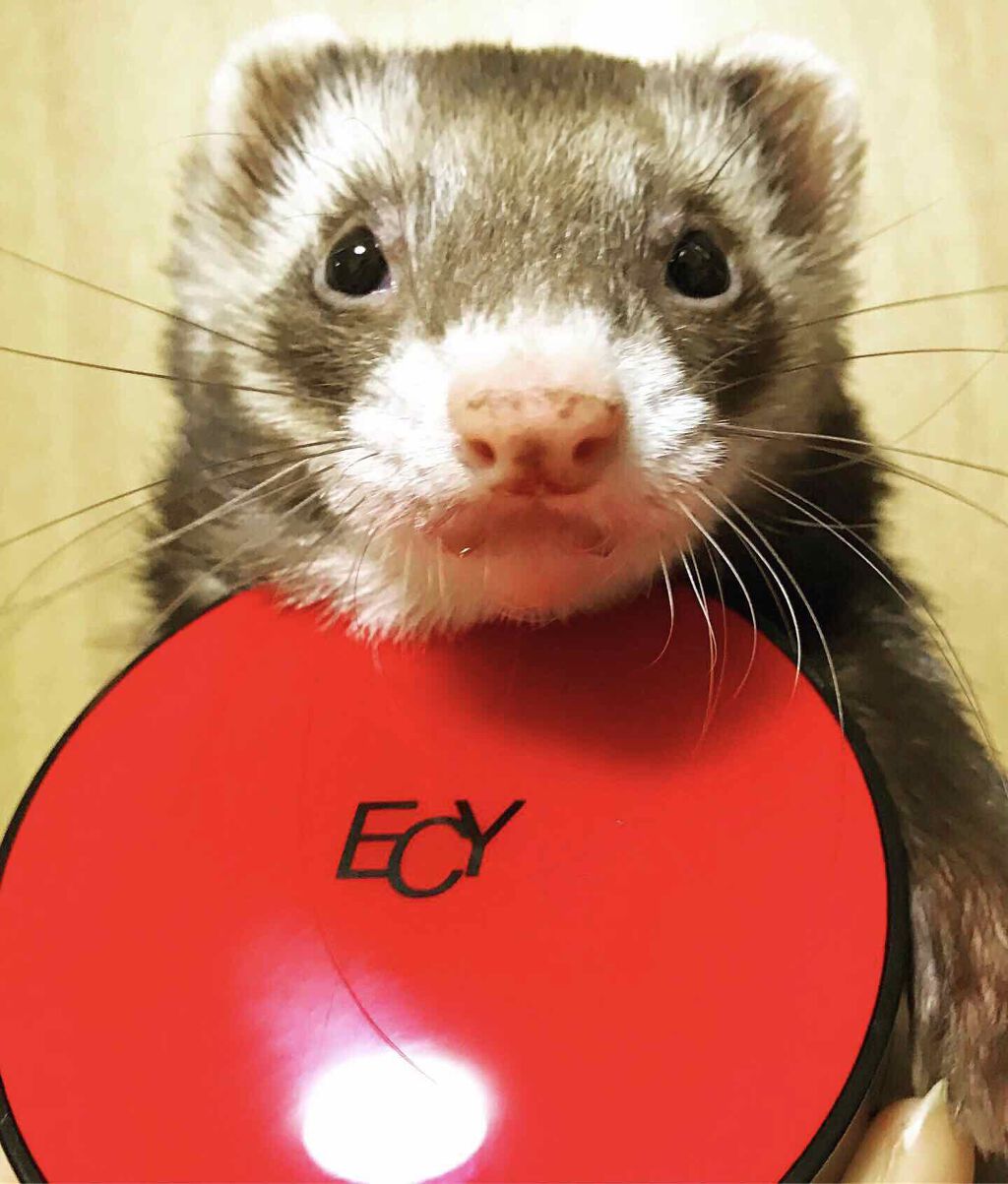 インフィニティカバークッション/Elishacoy/クッションファンデーションを使ったクチコミ（1枚目）