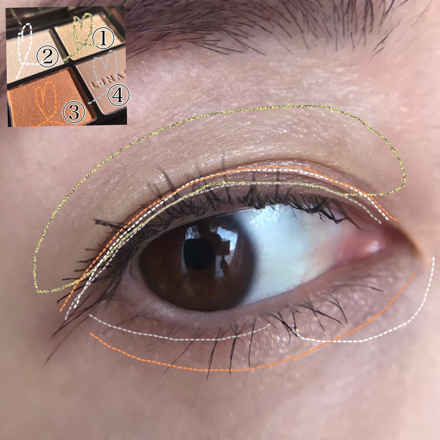 アイカラーレーション/LUNASOL/アイシャドウパレットを使ったクチコミ(8枚目)