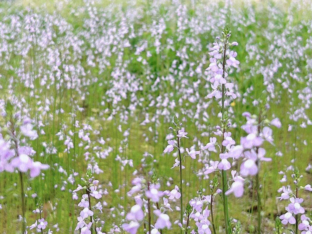 ななお on LIPS 「※画像は投稿内容とは関係ありません。自分メモ。・エタノール…ベ..」(1枚目)