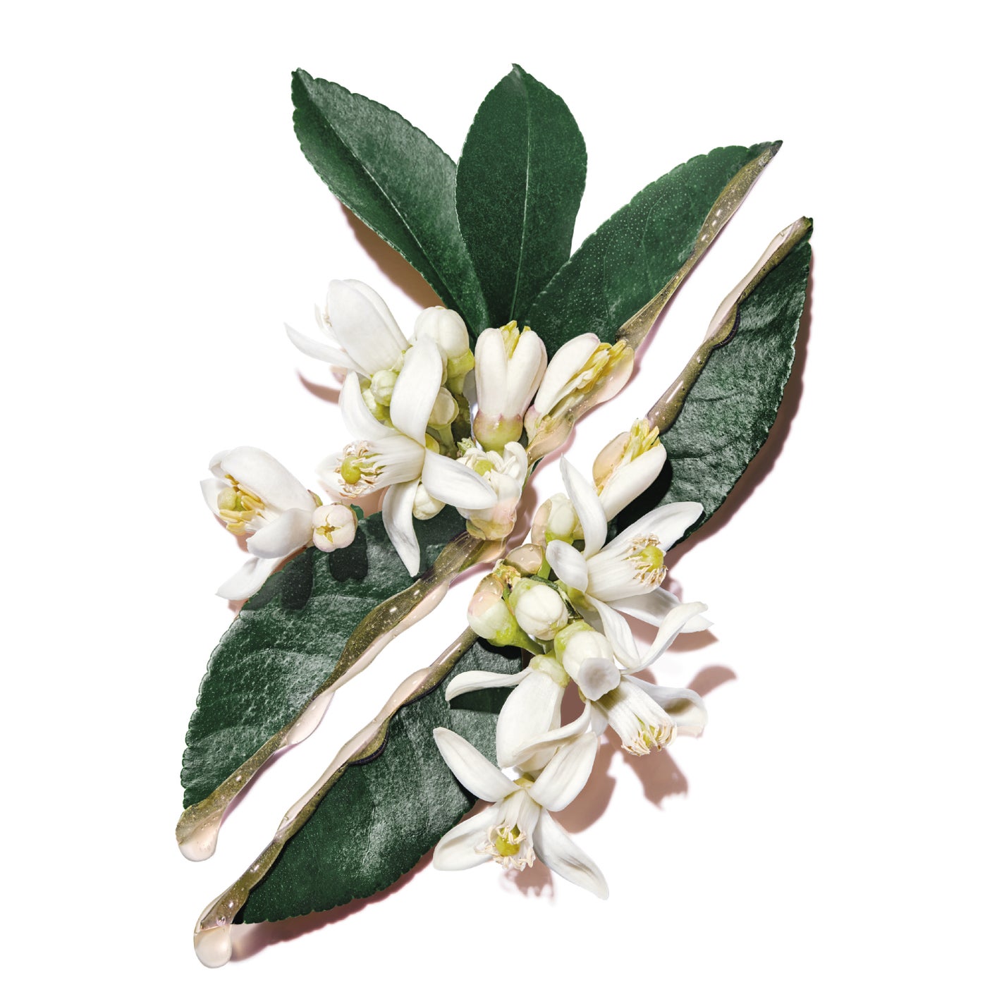 ピュアショット イドラ エッセンス ローション/YVES SAINT LAURENT BEAUTE/化粧水を使ったクチコミ(3枚目)