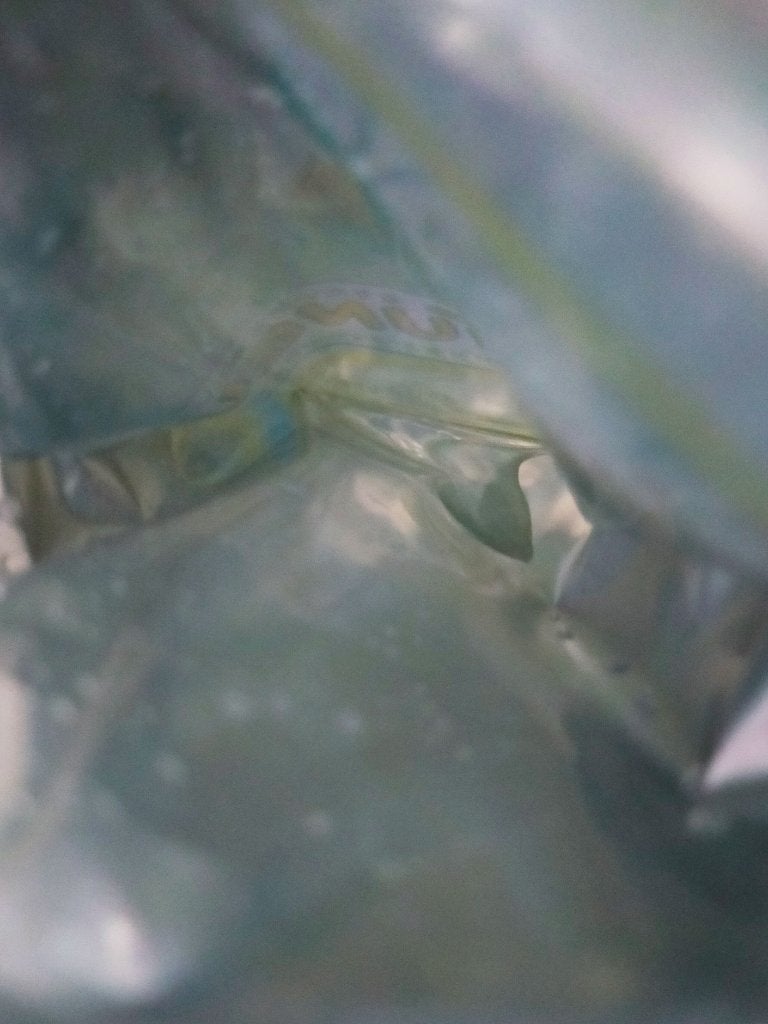 ドクダミデイリープロテクションマスク/ESTE QUALITY TUNE UP/シートマスク・パックを使ったクチコミ(3枚目)