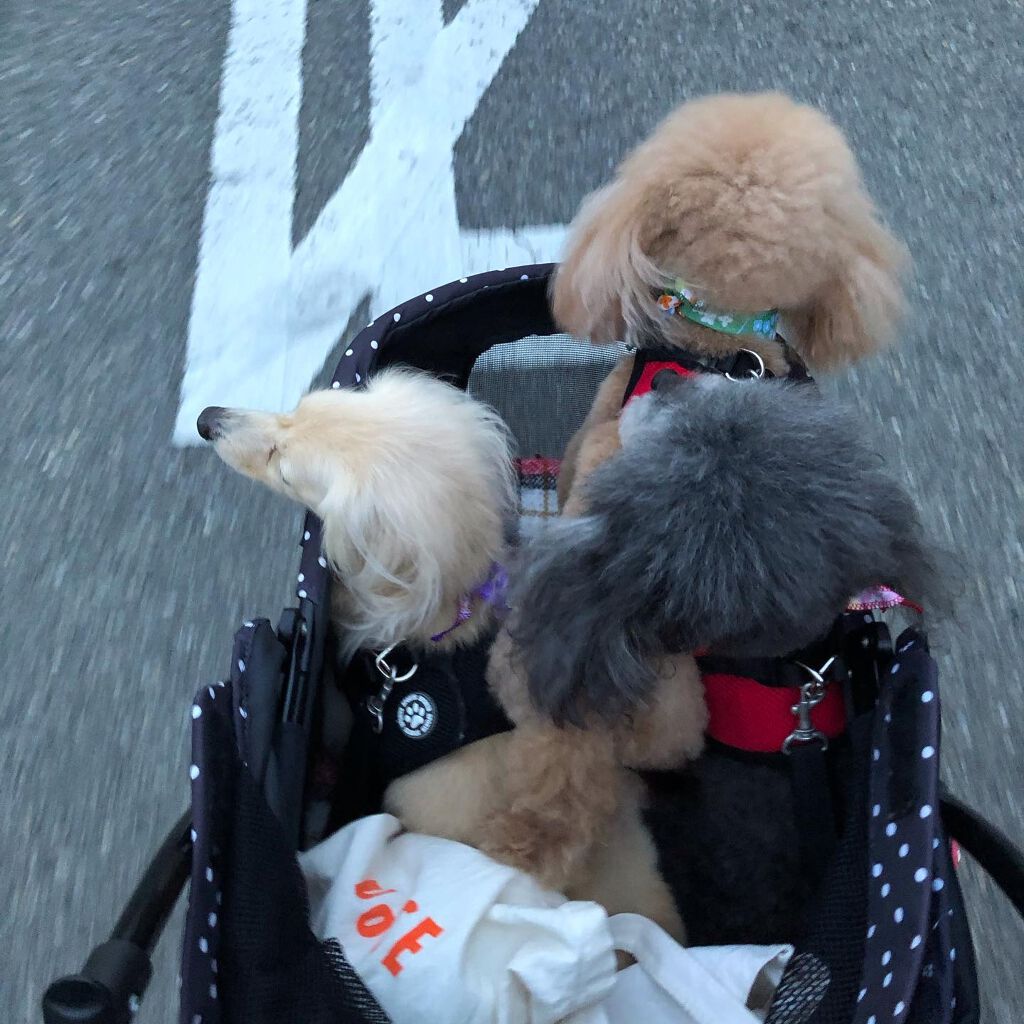 榎本みか on LIPS 「本日はトリミング😉みんなトリミング疲れたから帰って来たら爆睡😪..」(6枚目)