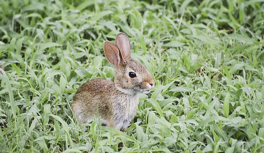 誰が見ても可愛いウサギ顔に♡オススメの赤系シャドウ教えます！のサムネイル