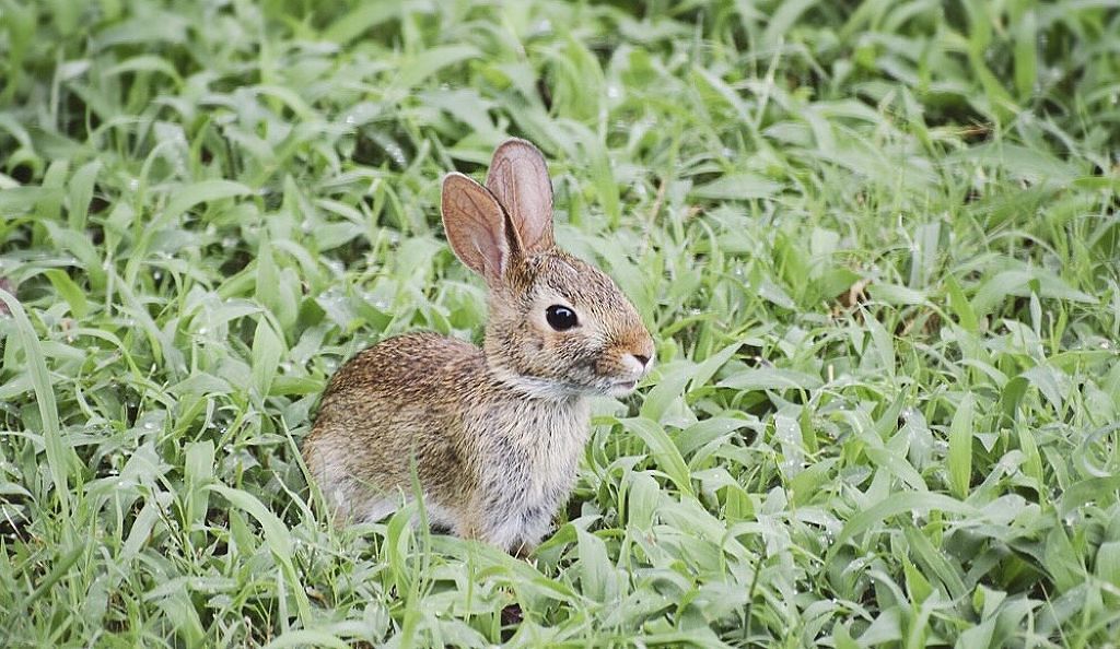 誰が見ても可愛いウサギ顔に♡オススメの赤系シャドウ教えます!のサムネイル
