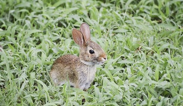 誰が見ても可愛いウサギ顔に♡オススメの赤系シャドウ教えます！