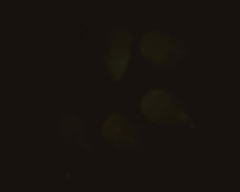 ジェルドロップネール/インテグレート/マニキュアを使ったクチコミ（3枚目）