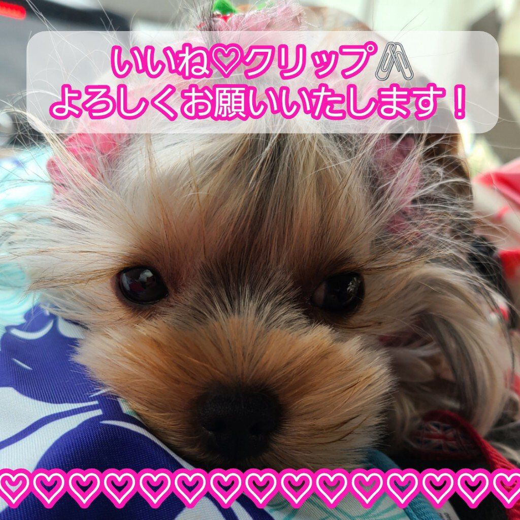 ピュアモイストボディーミスト/KUNDAL/ボディローションを使ったクチコミ（2枚目）