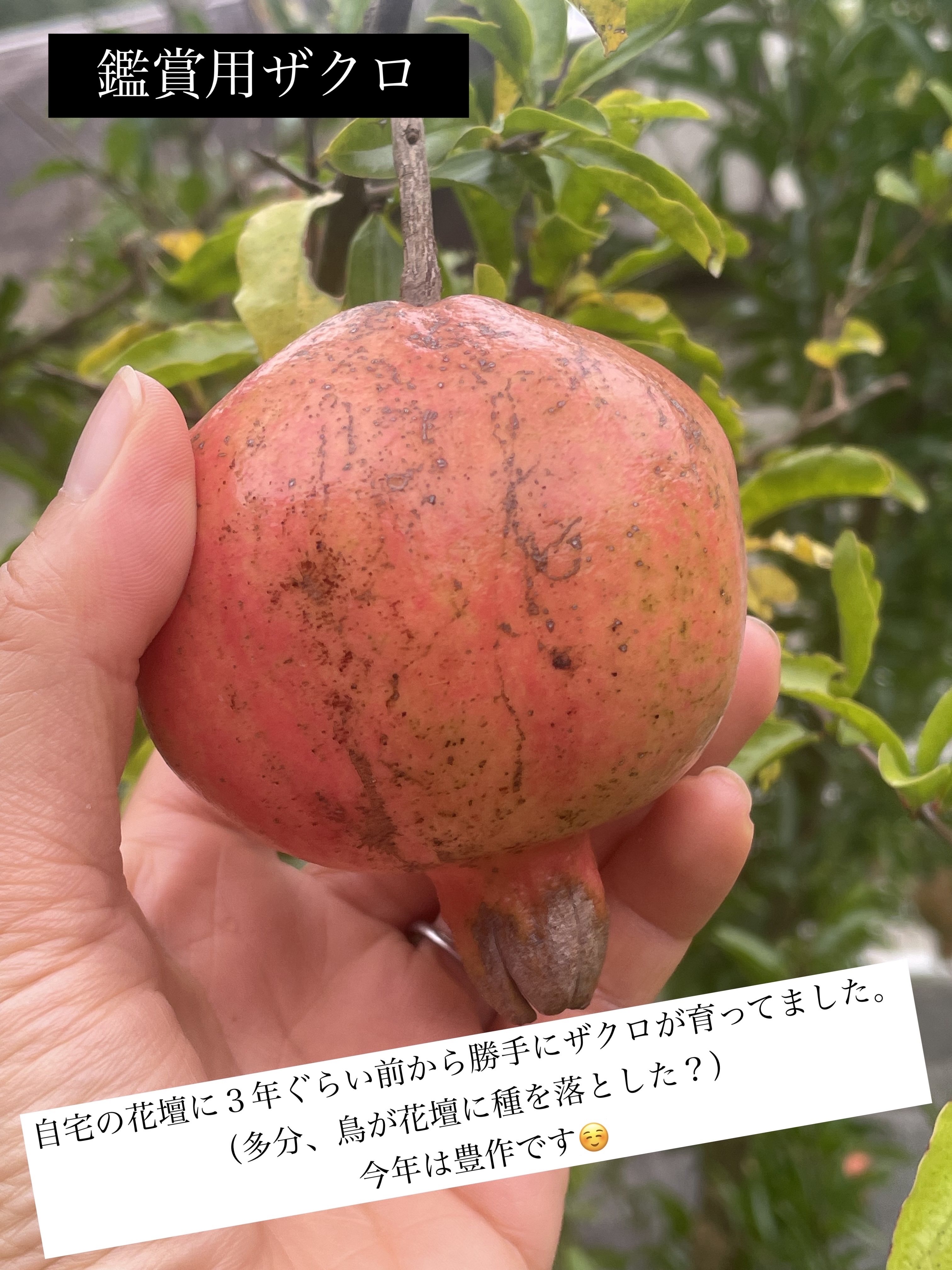 ミャオパウズアイシャドウパレット 04 気まぐれ/MilleFée/アイシャドウパレットを使ったクチコミ（3枚目）