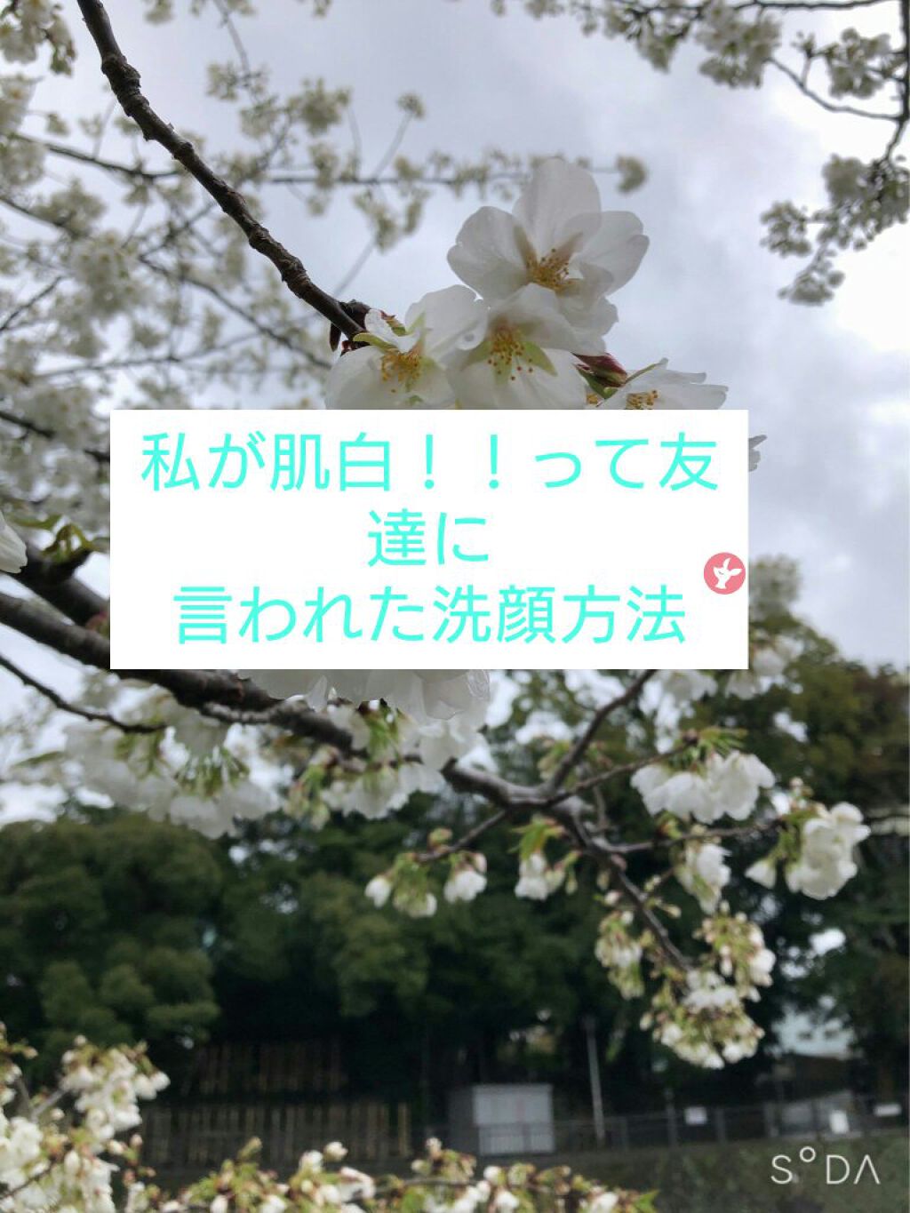 ハトムギ化粧水(ナチュリエ スキンコンディショナー R )/ナチュリエ/化粧水を使ったクチコミ（1枚目）