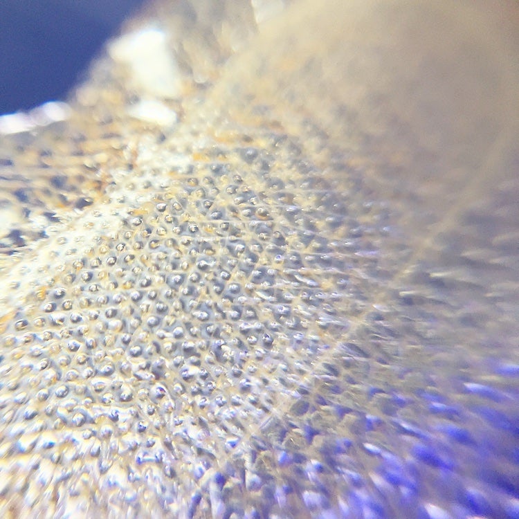 クオニス ダーマフィラープレミア/Quanis/シートマスク・パックを使ったクチコミ(6枚目)