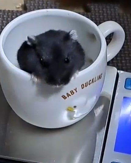 小夜風 on LIPS 「☆プレゼント紹介☆いつもお世話になっている#とこちゃんから可愛..」(6枚目)