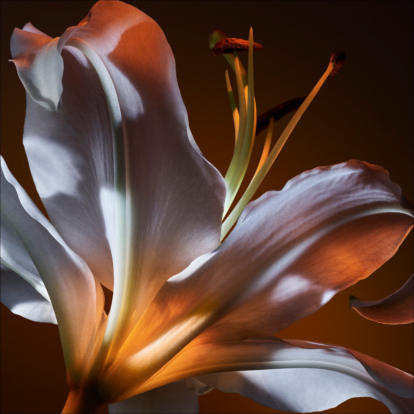 リブレ オーデパルファム/YVES SAINT LAURENT BEAUTE/香水(レディース)を使ったクチコミ(2枚目)