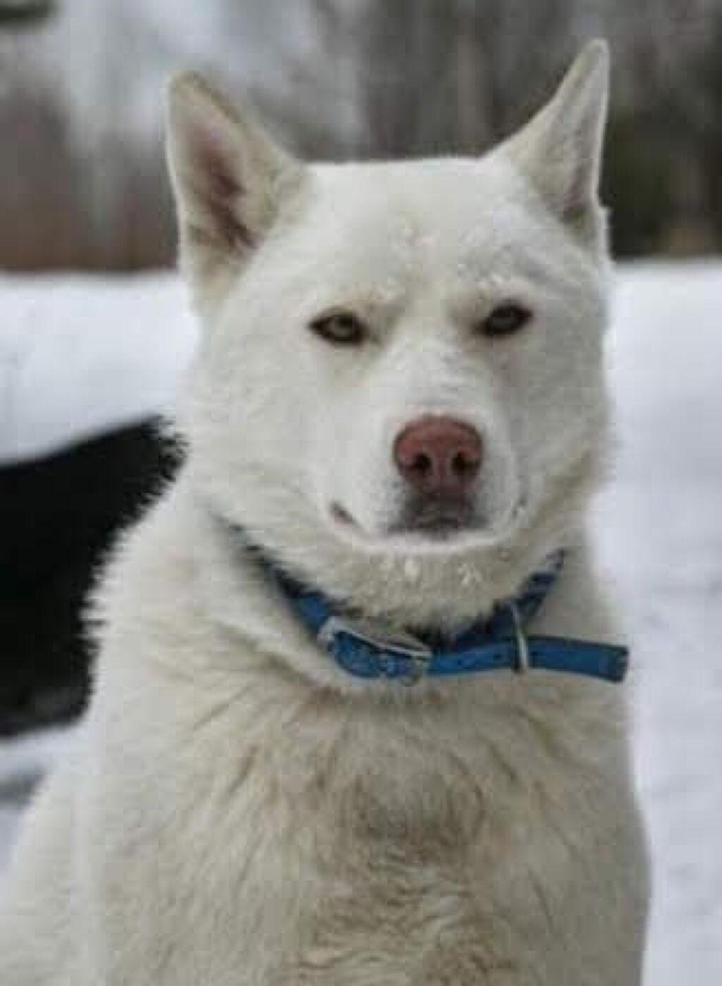 ゲルマボール小顔ベルト りんかくリフト/コジット/その他を使ったクチコミ（1枚目）