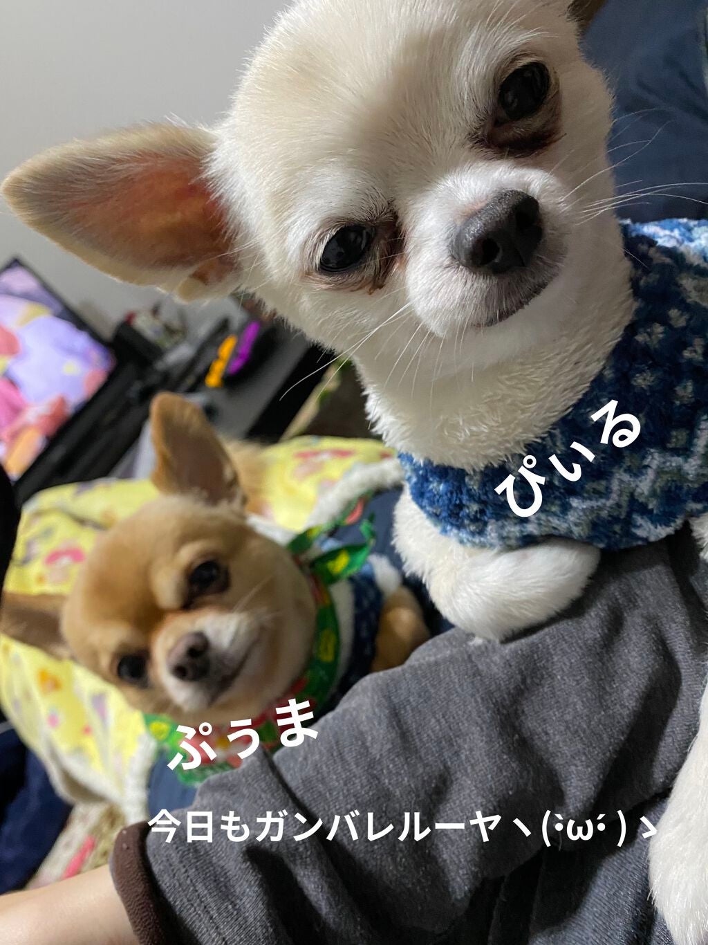 イロアソビ 4色アイパレット/iroasobi/アイシャドウパレットを使ったクチコミ(5枚目)