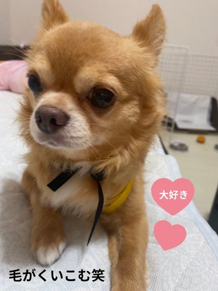 カラフルネイルズ/キャンメイク/マニキュアを使ったクチコミ(7枚目)