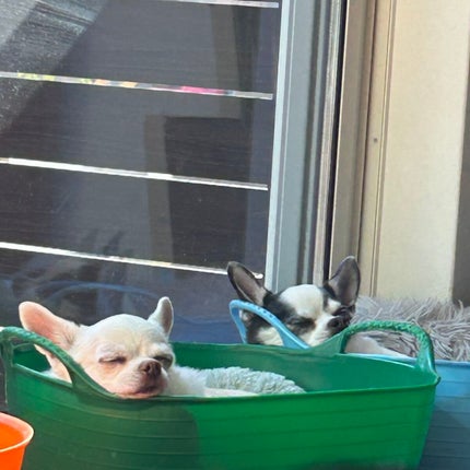 しに子ちゃん on LIPS 「こんにち歯、生理前と雨とストレスでまたもやメンタルがイカれポン..」(5枚目)