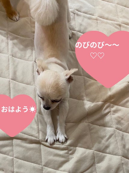 ZEESEAデザートコレクション4カラーアイシャドウパレット/ZEESEA/アイシャドウパレットを使ったクチコミ(7枚目)