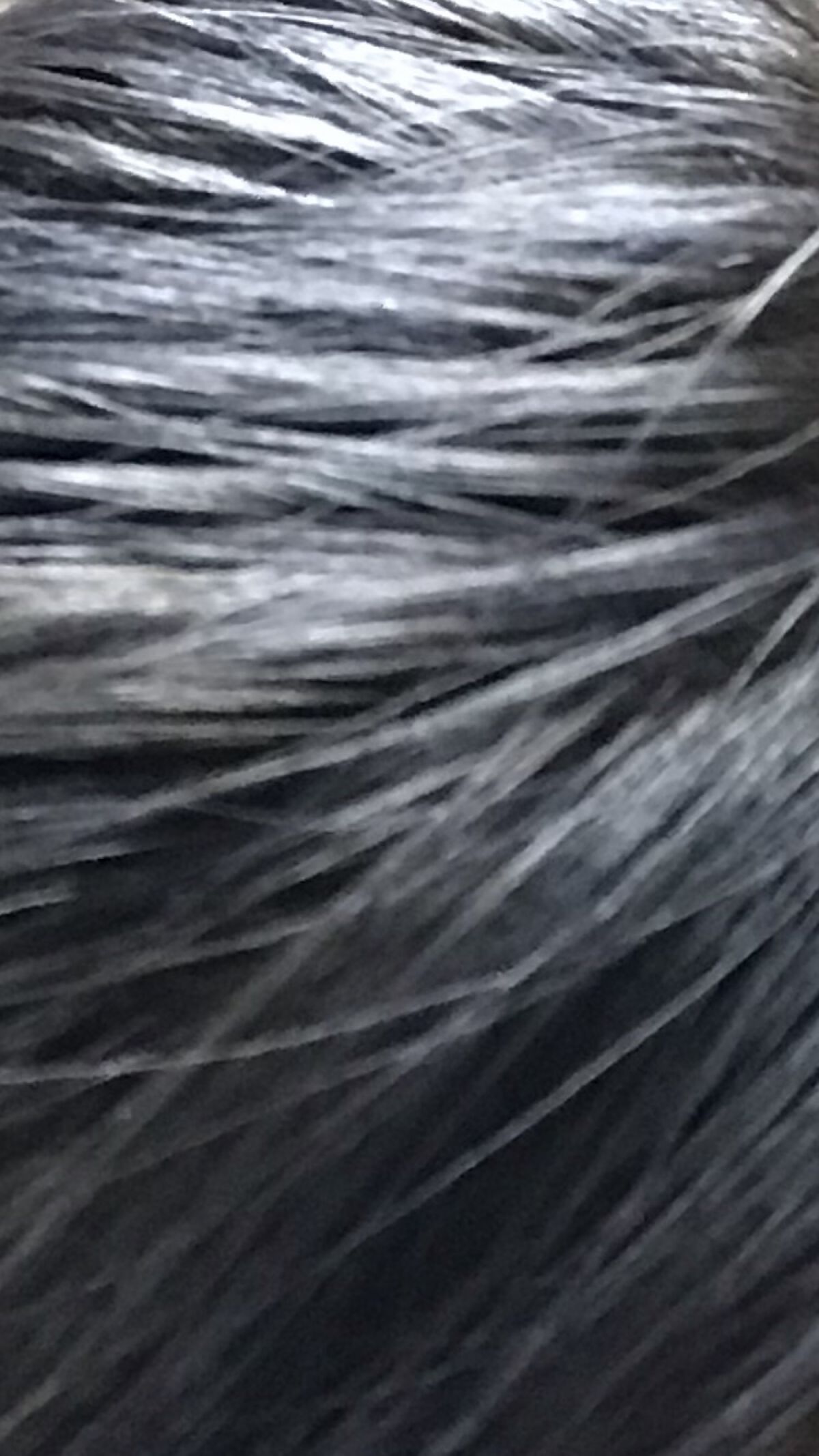 メイクアップカラー ネイビーブルー/ビューティーン/ヘアカラーを使ったクチコミ（1枚目）