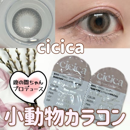 cicica 1day/cicica/ワンデー(1DAY)カラコンを使ったクチコミ(1枚目)