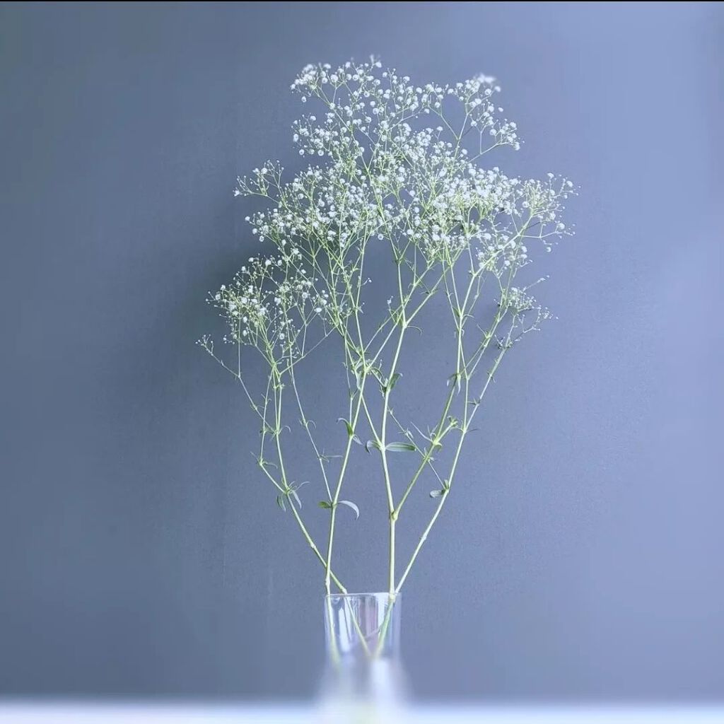 ハナノヒ サブスク/ハナノヒ/その他を使ったクチコミ（2枚目）