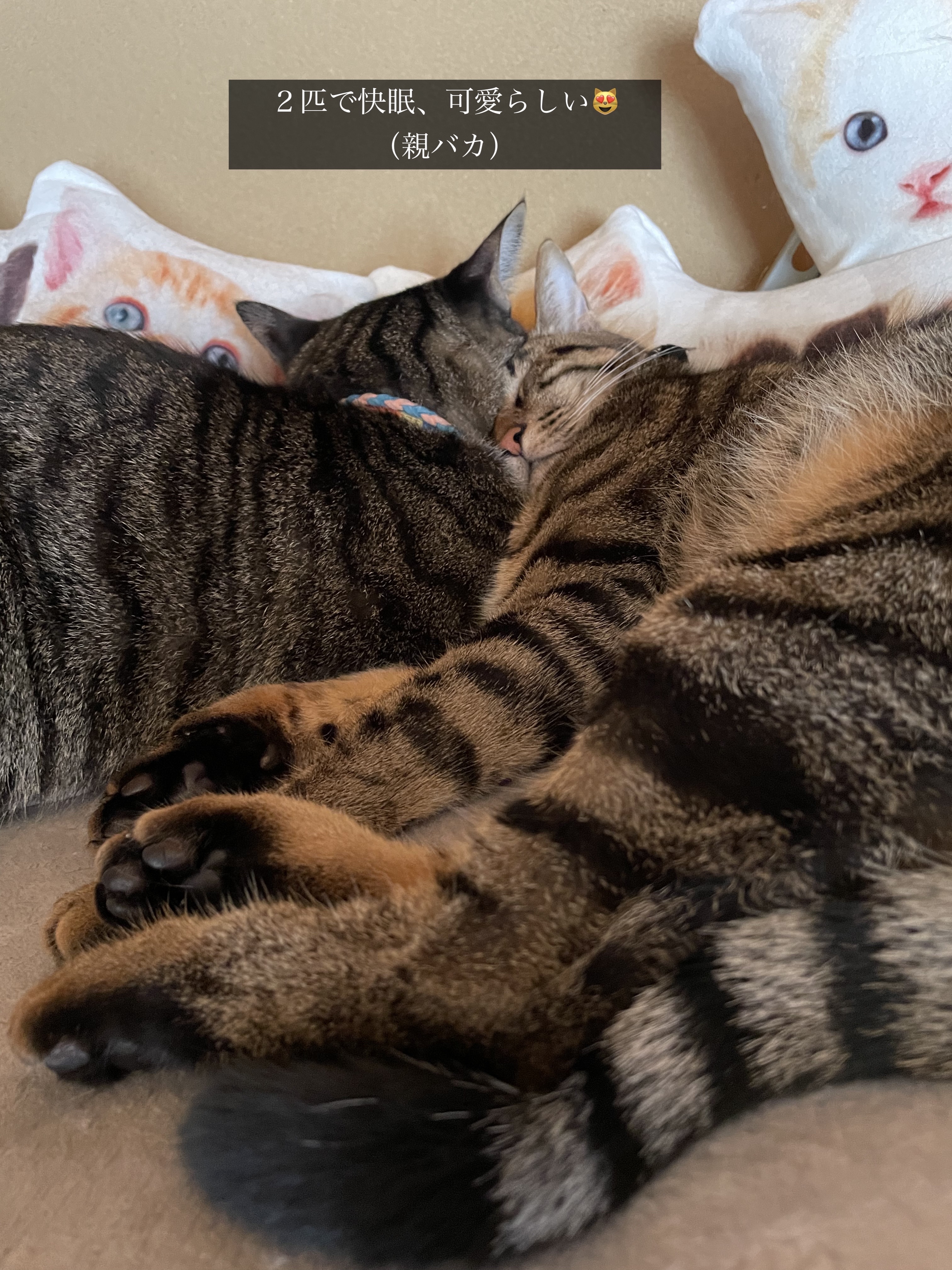 ヤクルト Y1000のクチコミ「　　　　【Y1000とりあえず一本飲んでみた😴】



                   .....」（3枚目）