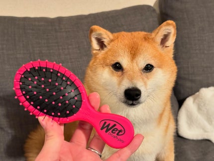 ミニディタングラー/ウェットブラシ/ヘアブラシを使ったクチコミ(5枚目)