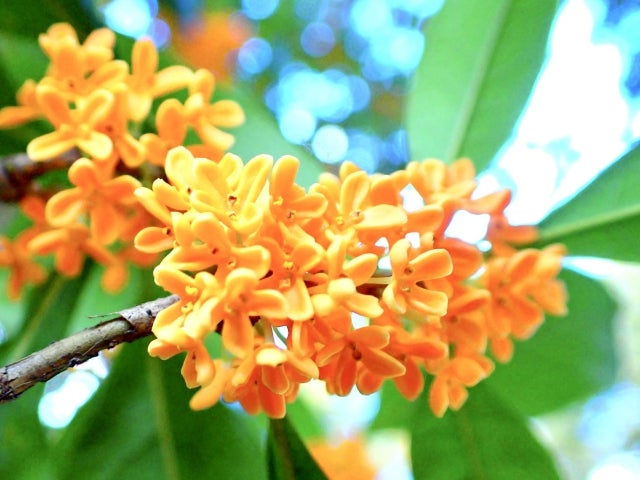 金木犀(キンモクセイ)のヘアオイル【秋のトレンド】人気のtrackからプチプラまでおすすめ20選を紹介!の画像