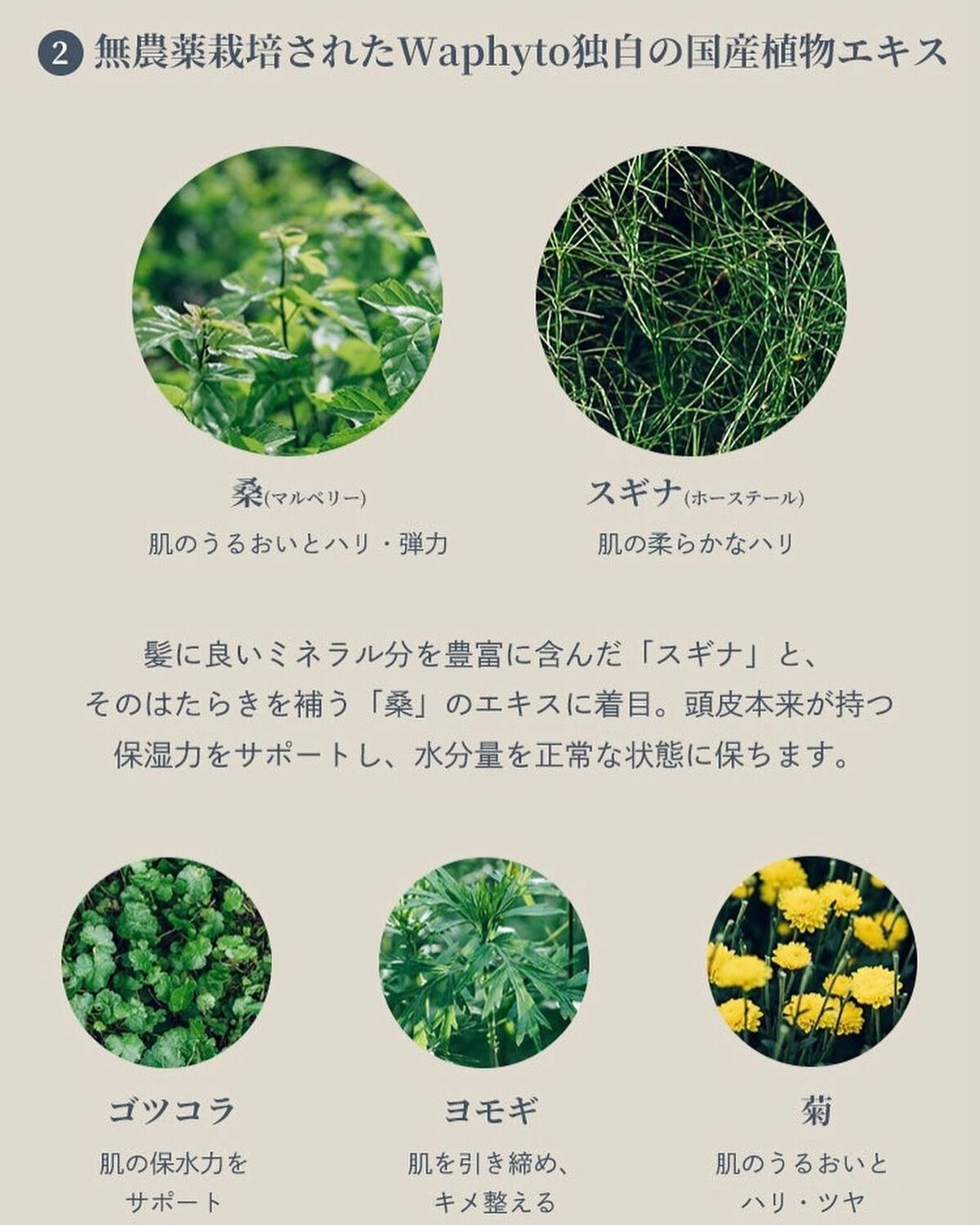 スキャルプ&ヘアオイル/Waphyto/ヘアオイルを使ったクチコミ(7枚目)