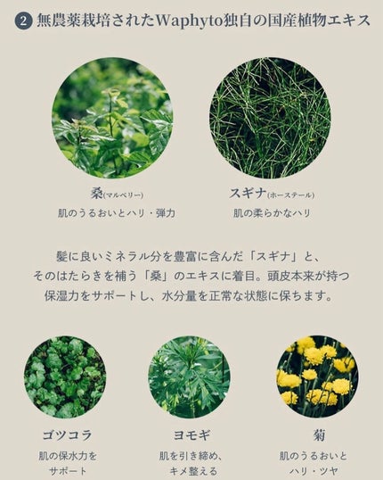 スキャルプ&ヘアオイル/Waphyto/ヘアオイルを使ったクチコミ(7枚目)