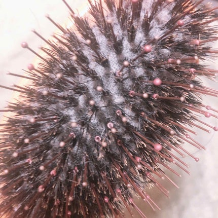 つやつや天然毛のミックスブラシ/マペペ/ヘアブラシを使ったクチコミ(3枚目)