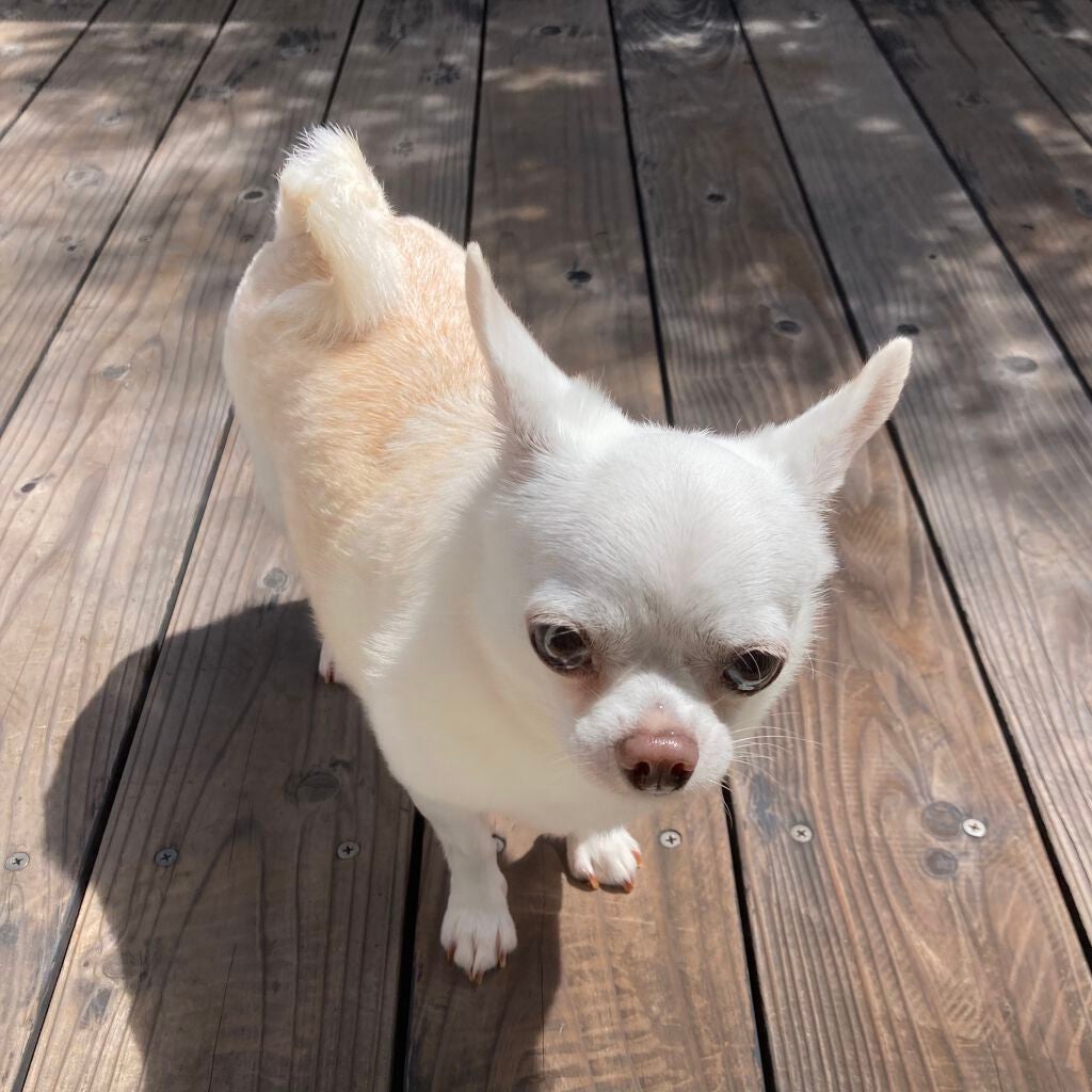 しに子ちゃん on LIPS 「鼻先にニキビができたしに子ちゃんです。常々鼻かんでるから余計に..」(4枚目)