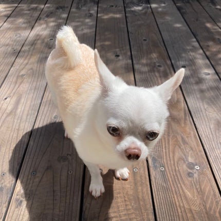 しに子ちゃん on LIPS 「鼻先にニキビができたしに子ちゃんです。常々鼻かんでるから余計に..」(4枚目)