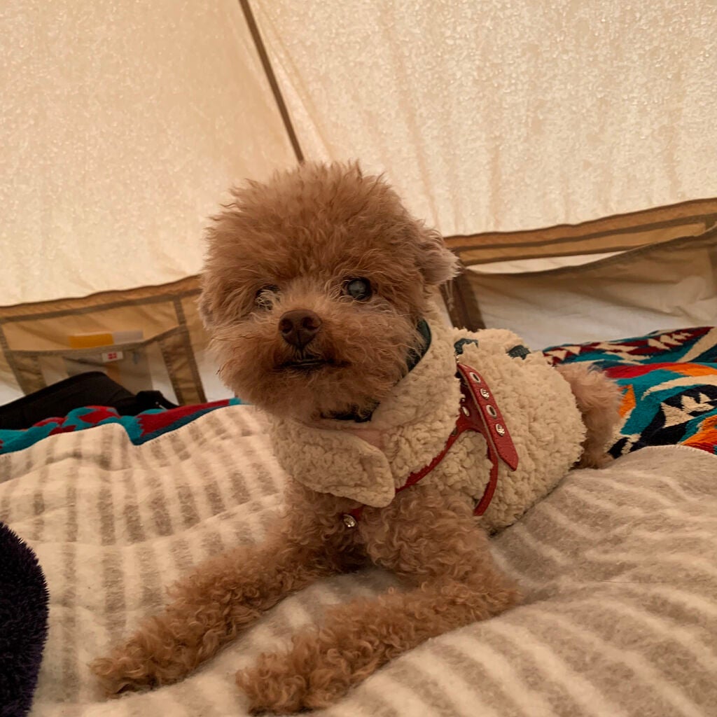 ビジュー アイシャドーパレット/NARS/アイシャドウパレットを使ったクチコミ(5枚目)