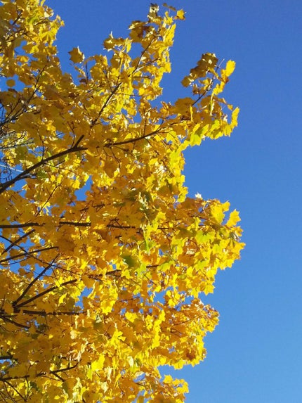 桃月さんチのくー太郎 on LIPS 「ご紹介する商品はこちらです。『ルームミストフルーティースパイス..」(2枚目)