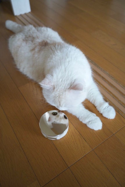 パーフェクティング クッション/エアリ/Sulwhasoo/クッションファンデーションを使ったクチコミ(5枚目)