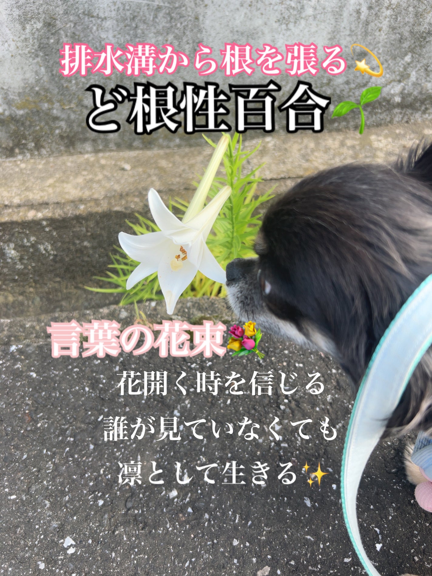 ひふみレイキ💫フォロバ♾️ on LIPS 「#Myあか抜け記録言葉の花束💐心のサプリをあなたへ💖愛犬ひふみ..」(1枚目)