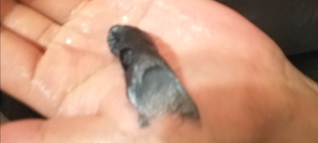 アミノブラックシャンプー/ダメリーノ/市販シャンプーを使ったクチコミ（3枚目）