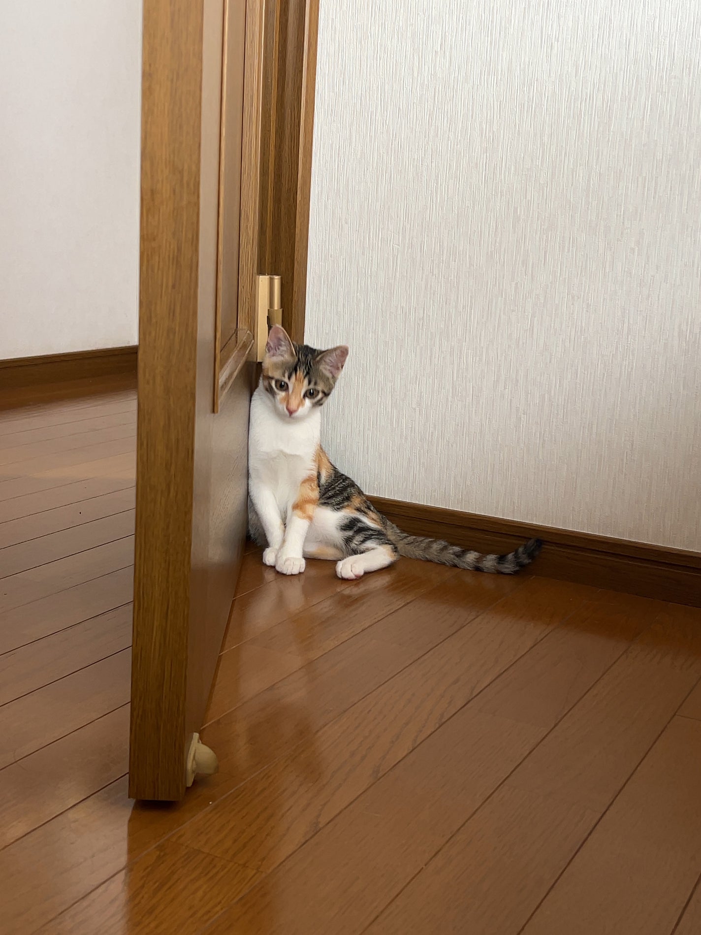 うるみハイライター/muice/パウダーハイライトを使ったクチコミ(2枚目)