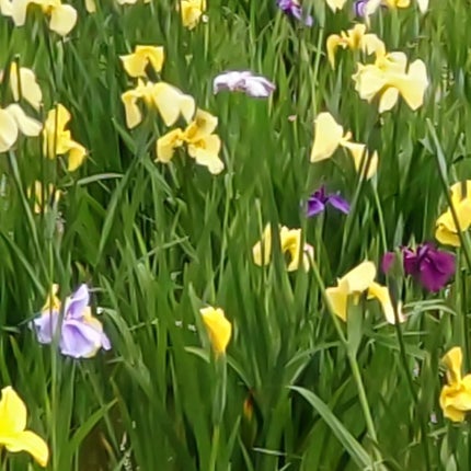 ひろちゃん on LIPS 「菖蒲6月1日☀今月もよろしくお願い🙏いたします🙇菖蒲が綺麗だか..」(7枚目)