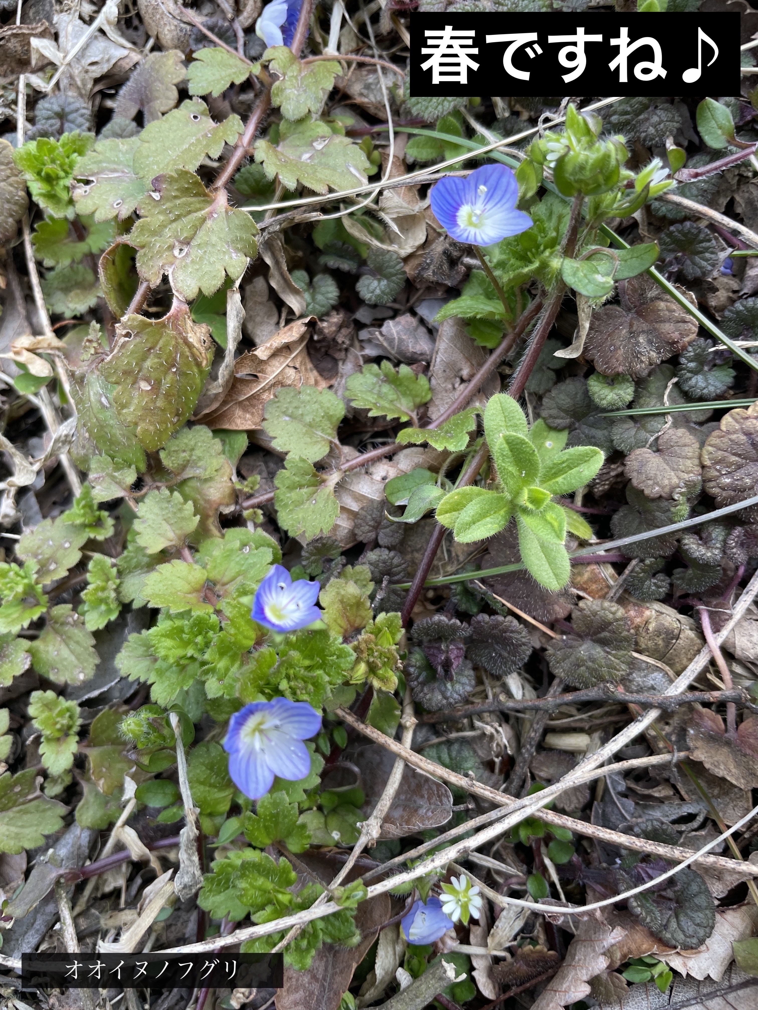 ショコラスウィート アイズ/リンメル ロンドン/アイシャドウパレットを使ったクチコミ（3枚目）