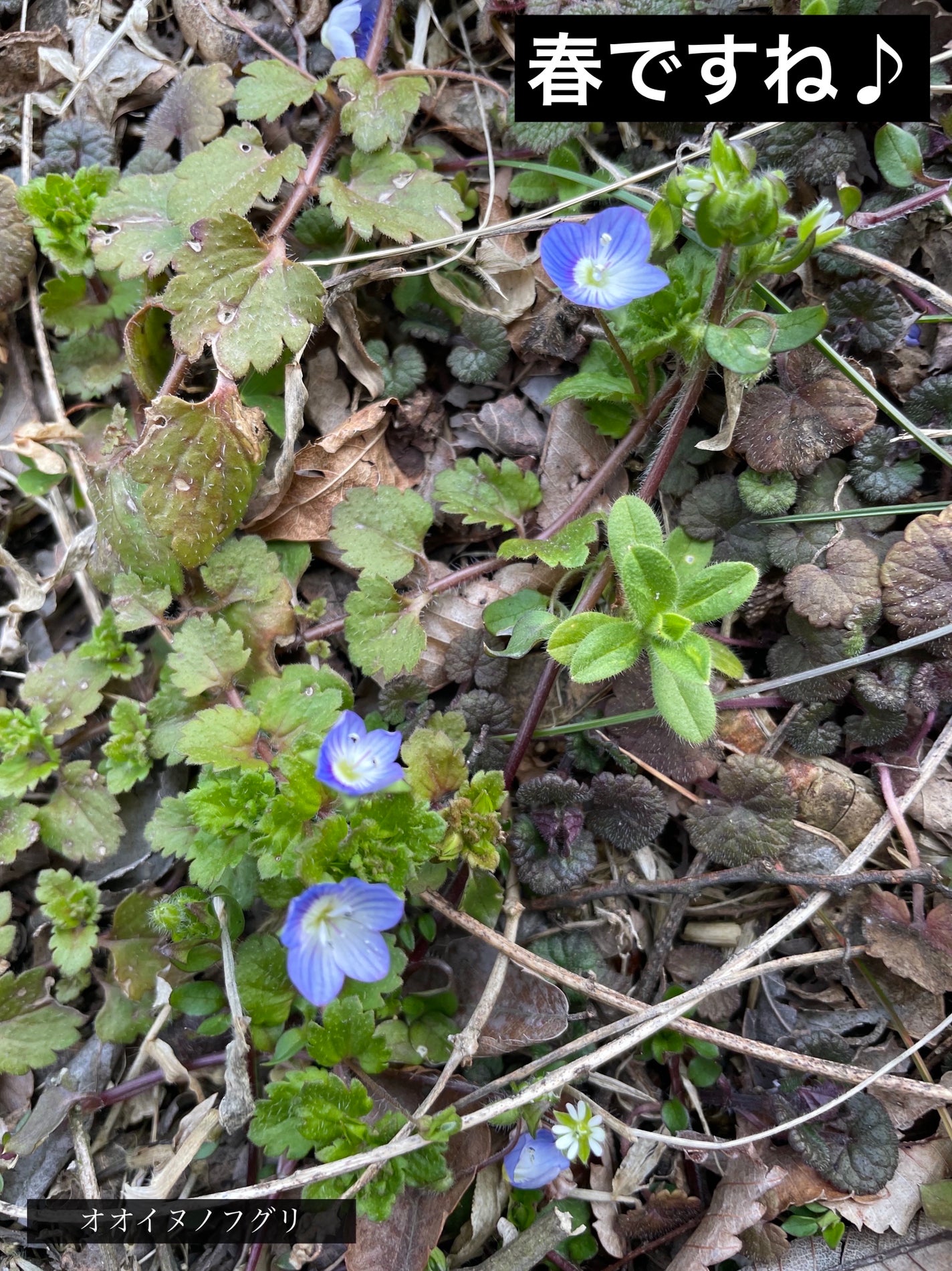 ショコラスウィート アイズ/リンメル ロンドン/アイシャドウパレットを使ったクチコミ(3枚目)