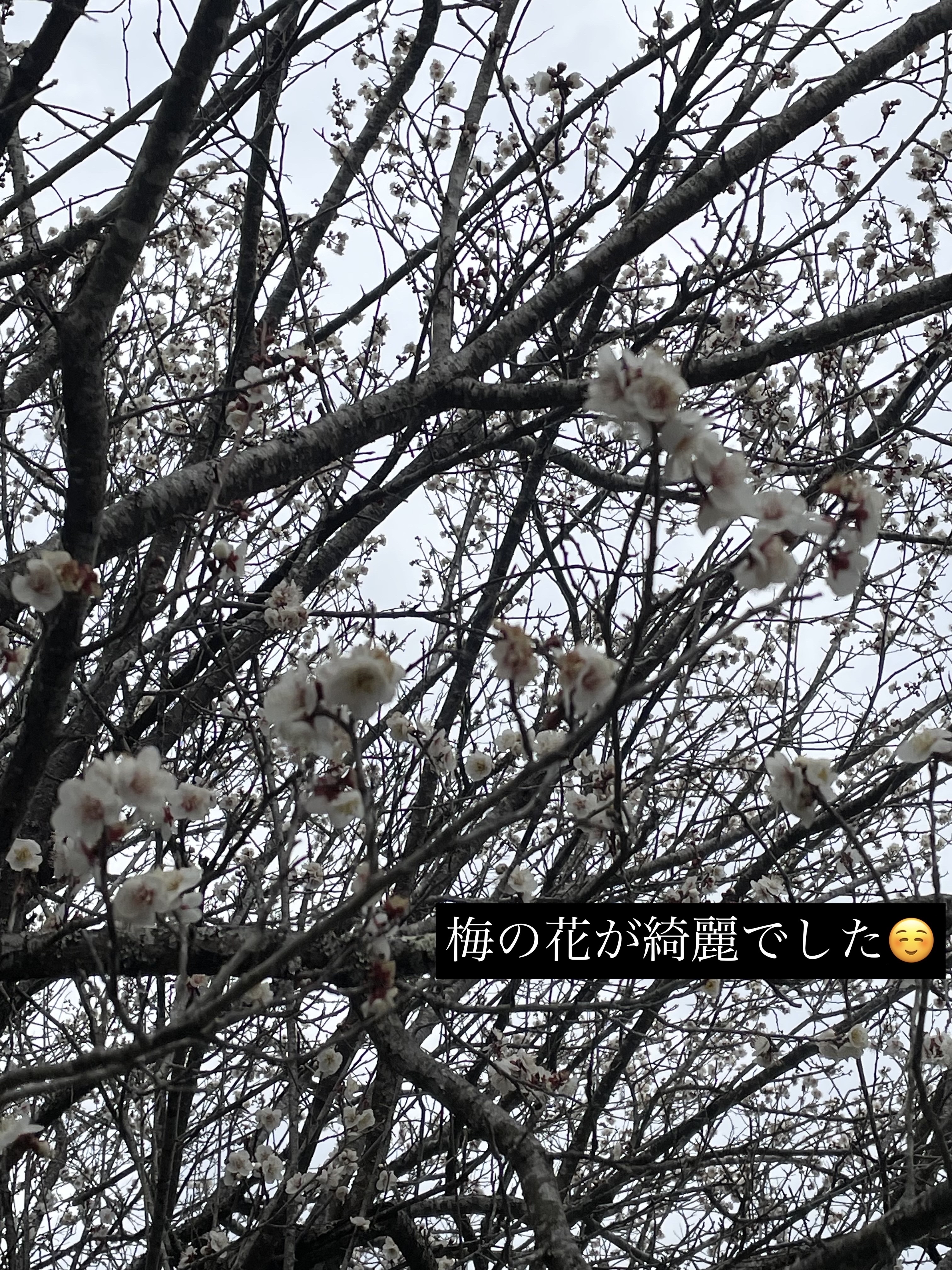 アレルスクリーン/IHADA/その他スキンケアを使ったクチコミ（3枚目）