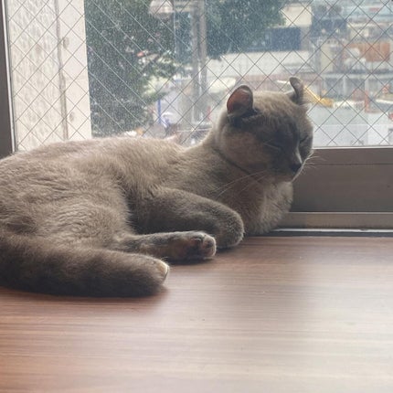 ふうせん @フォロバ100% on LIPS 「幼なじみと猫カフェ行ってきた♡♡今回は、猫喫茶空陸家新宿東口店..」(6枚目)