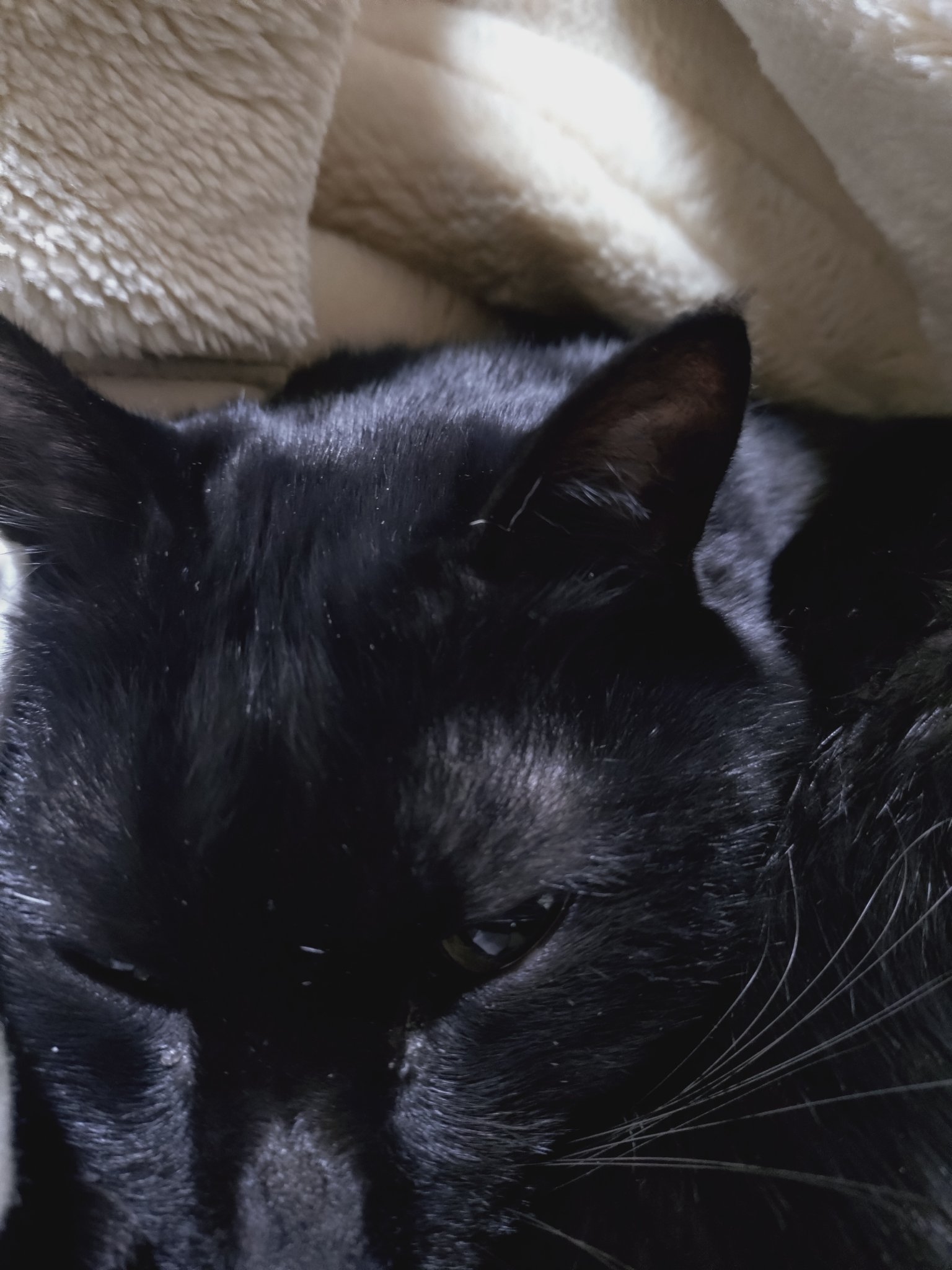 UVイデア XL プロテクショントーンアップ ローズ/ラ ロッシュ ポゼ/日焼け止めクリームを使ったクチコミ（3枚目）