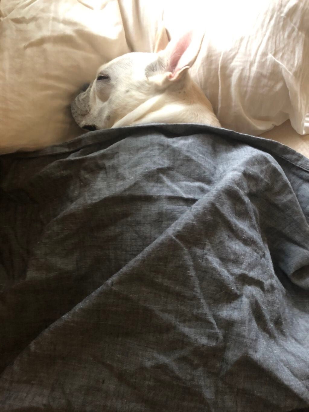 ホホバオイル/無印良品/ボディオイルを使ったクチコミ(2枚目)