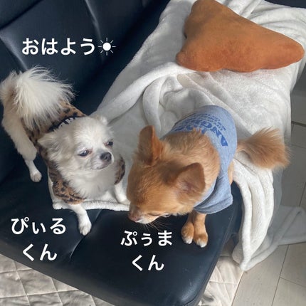 シャドーフラッシュ /MAJOLICA MAJORCA/アイシャドウパレットを使ったクチコミ(10枚目)