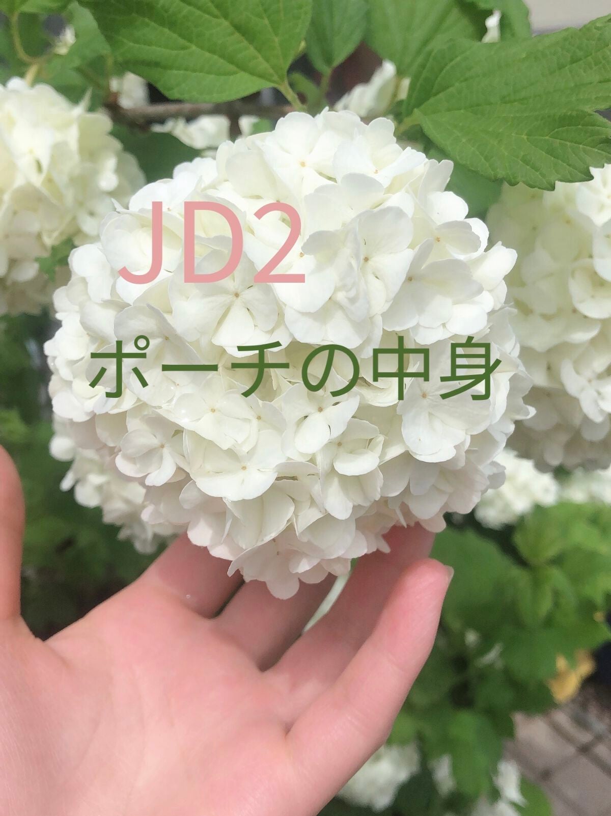 ヴァーベナ アイスハンドクリーム/L'OCCITANE/ハンドクリームを使ったクチコミ(1枚目)